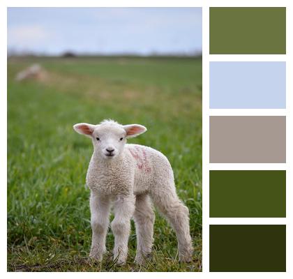 Lamb The Sheep Animal Image